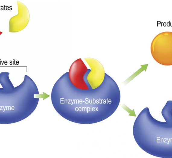Enzymes and the active site